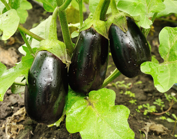 three big purple eggplants growing