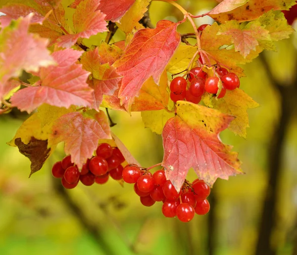 Яркая ветвь viburnum — стоковое фото