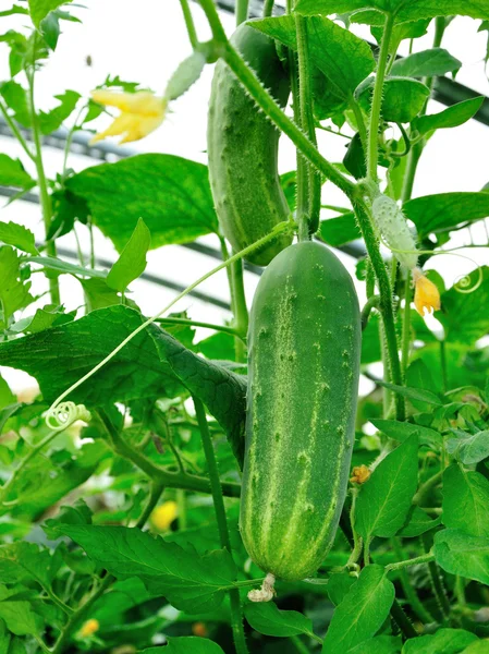 Grote greeen komkommer groeien in de hothouse — Stockfoto