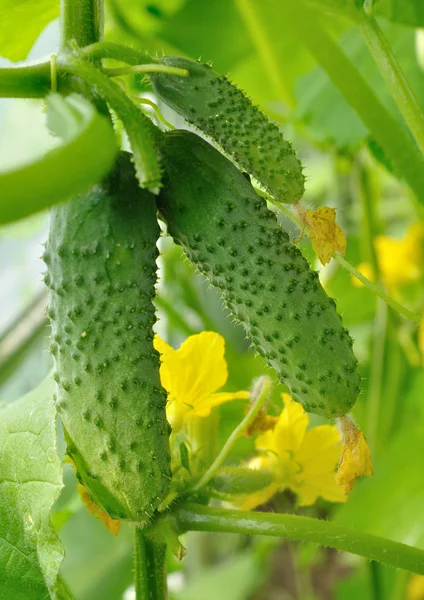 Three cucumber — Stock Photo, Image