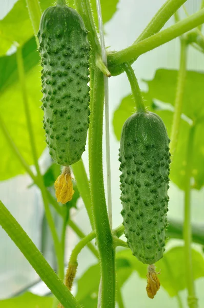 Zwei Gurken — Stockfoto