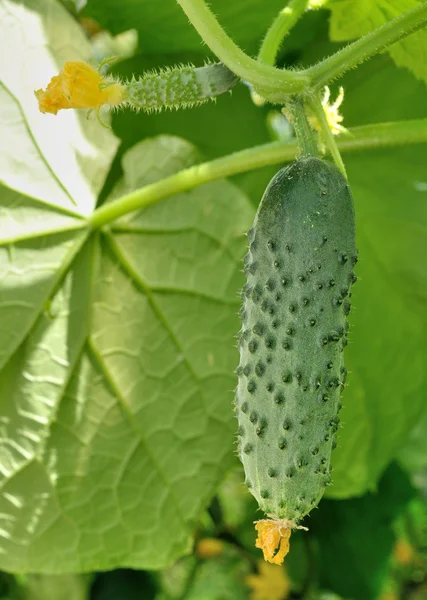 Cucumber and flower — Stock Photo, Image