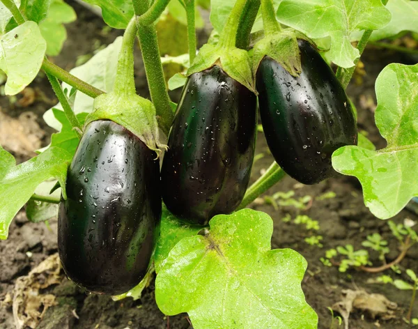 Drie grote paarse aubergines groeiende Stockfoto