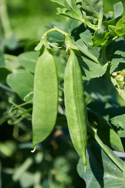 Two pods of pease growing — Stock Photo, Image