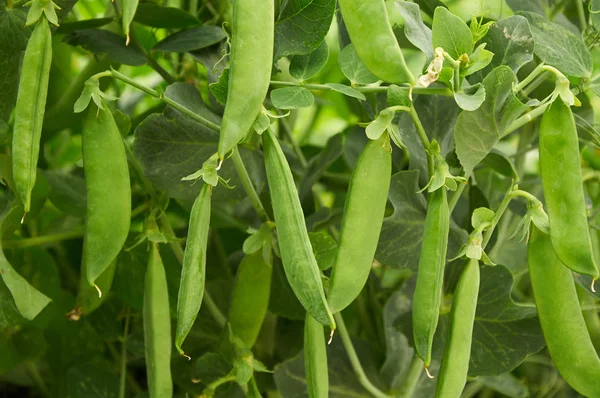 Pea pods create natural background — Stock Photo, Image