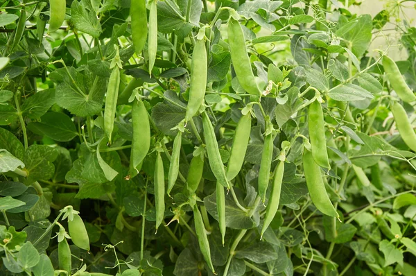 Pea pods create natural background — Stock Photo, Image