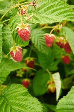 Olgun kırmızı ahududular yetişiyor.