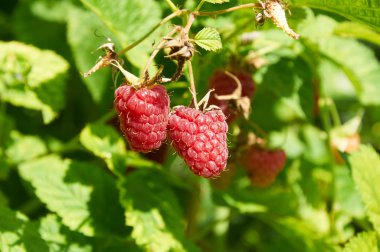 Olgun kırmızı ahududular yetişiyor.