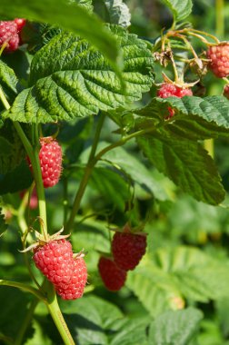 Birkaç olgun Kırmızı Ahududu bush üzerinde büyüyen