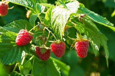 Birkaç olgun Kırmızı Ahududu bush üzerinde büyüyen