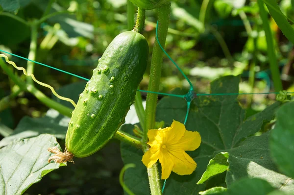 Cucumber in bright sunlight — Stock Photo, Image