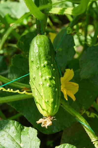 Cucumber in bright sunlight — Stock Photo, Image