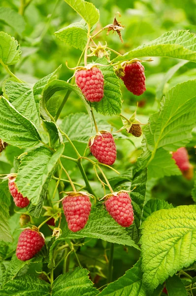 Plusieurs framboises rouges mûres poussant — Photo