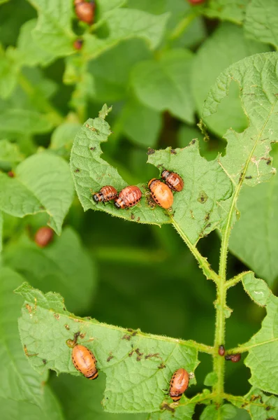 Nasty young Colorado beetles — Stock Photo, Image