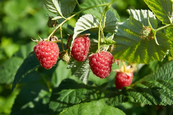 Varias frambuesas rojas maduras creciendo en el arbusto — Foto de Stock