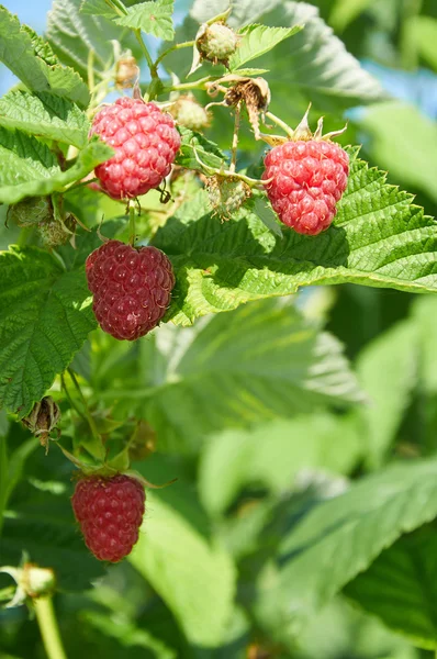 Plusieurs framboises rouges mûres poussant sur le buisson — Photo