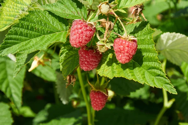 Varias frambuesas rojas maduras creciendo en el arbusto — Foto de Stock