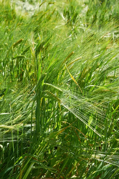 Barley field with green ears — Stock Photo, Image