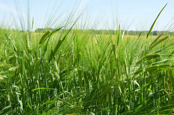 Gerst veld met groene korenaren — Stockfoto