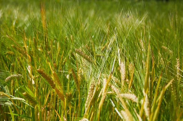 Gerst veld wordt geel steeds — Stockfoto