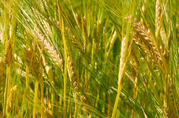 Gerst veld wordt geel steeds — Stockfoto