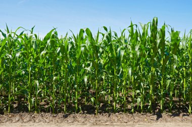 Yeşil mısır tarlası