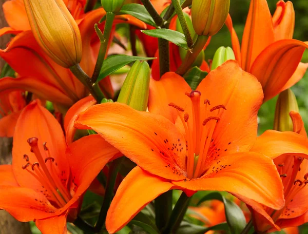Ljusa orange lily blommor — Stockfoto
