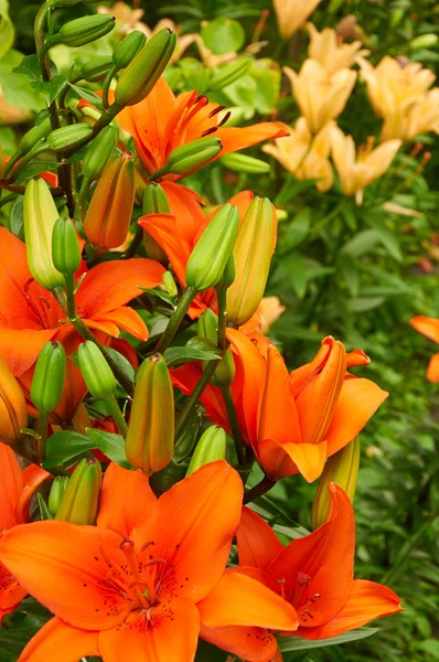Ярко-оранжевые цветы — стоковое фото
