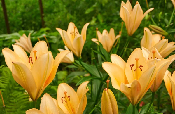 Bright yellow bush of fragile lily flowers