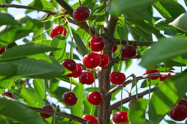 Гілка вишневого дерева — стокове фото