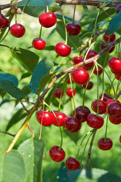 Red cherries with waterdrops Royalty Free Stock Images