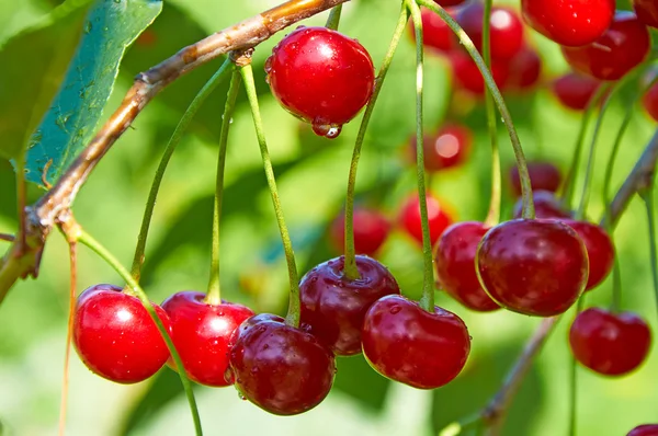 Red cherries with waterdrops Royalty Free Stock Photos