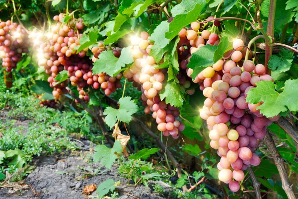 Reihe rosa Trauben — Stockfoto