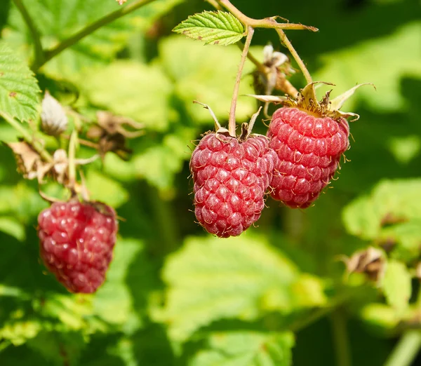 Plusieurs framboises rouges mûres poussant sur le buisson — Photo