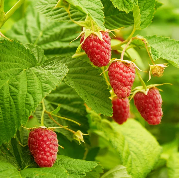 Olgun kırmızı ahududular yetişiyor.