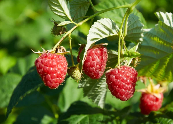 Plusieurs framboises rouges mûres poussant sur le buisson — Photo