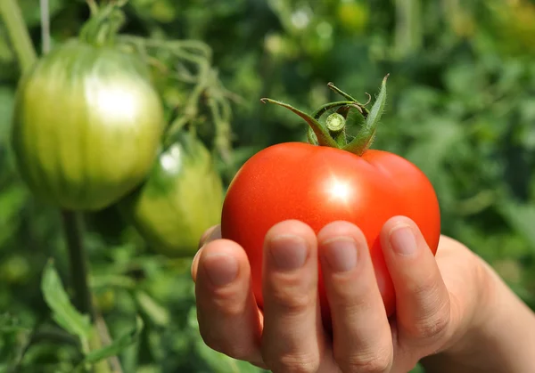 Zon schijnt op rode tomaten — Stockfoto