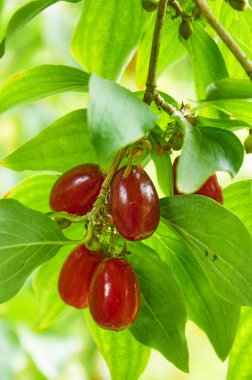 Cornel dal üzerinde parlak kırmızı meyveler