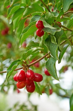 Cornel dal üzerinde parlak kırmızı meyveler