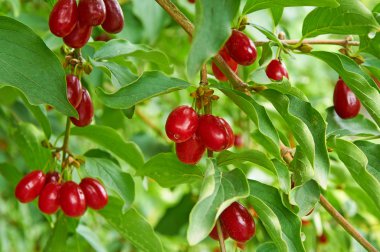Cornel dal üzerinde parlak kırmızı meyveler