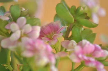 Aranjmani narin pembe çiçek