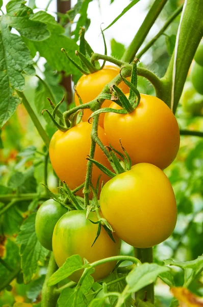 Sarı domates Şubesi