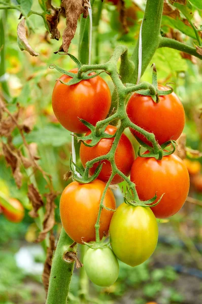 Branch of red tomato on vegetable garden — Stock Photo, Image