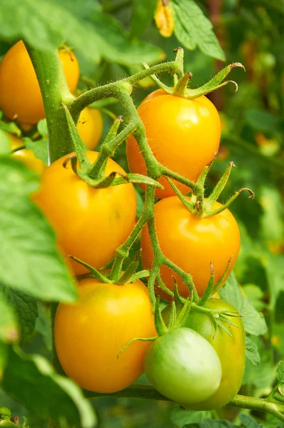 Ramo de tomate amarelo — Fotografia de Stock