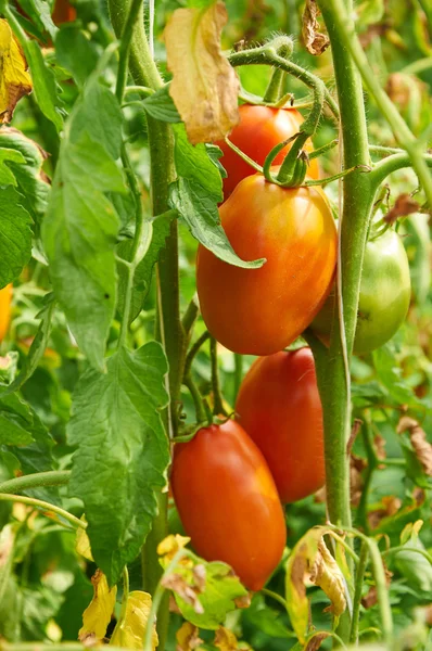 Υποκατάστημα της κόκκινη ντομάτα στο φυτικό κήπο — Φωτογραφία Αρχείου