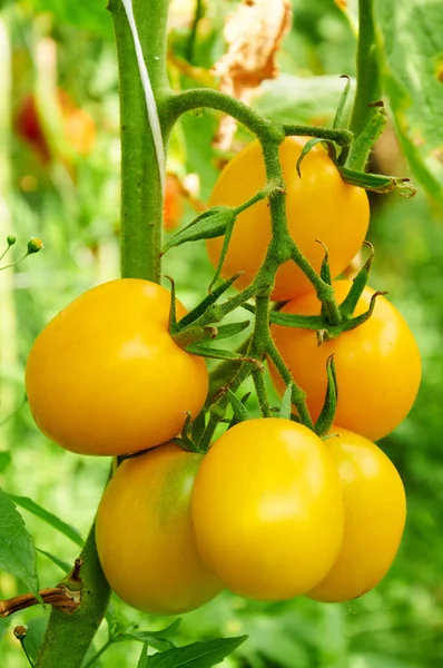 Υποκατάστημα της κίτρινο ντομάτα — Φωτογραφία Αρχείου