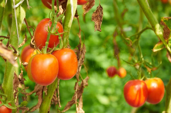 Branch of red tomato on vegetable garden — Stock Photo, Image