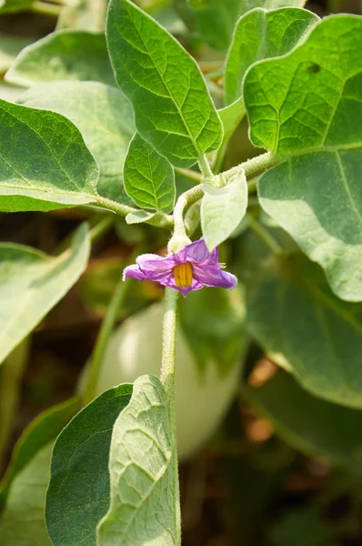 Purple flower of white eggplant on the bush — Stock Photo, Image