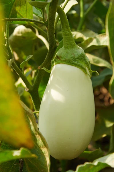 Vit aubergine på busken — Stockfoto