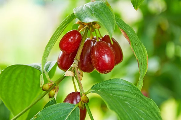 Bayas rojas brillantes de cornel en la rama — Foto de Stock